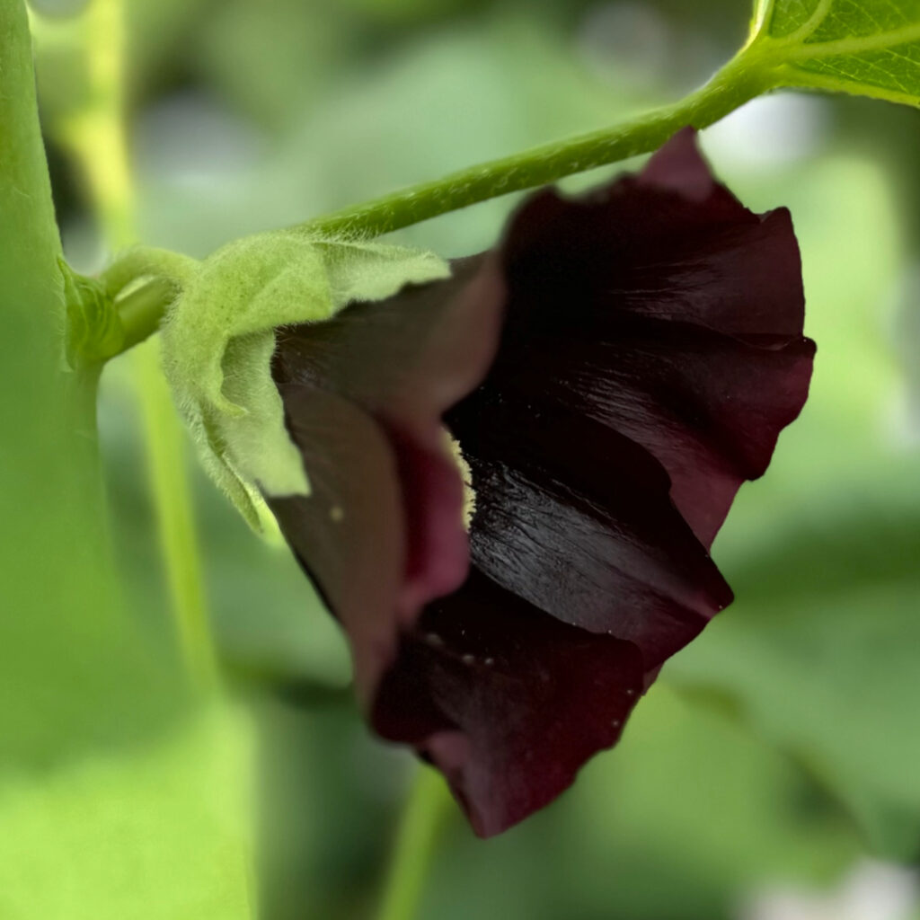 ブラックマローの花